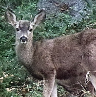 Mule Deer, click for more details