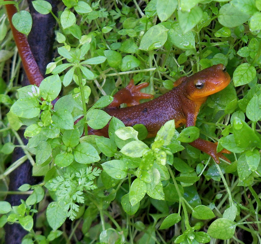 Coast Range Newt, Click for detailed Info