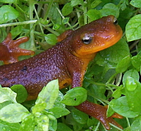 California Coast Range Newt, click for more details