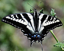 Pale Swallowtail Butterfly, click for more details