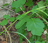 Poison Oak, click for more details