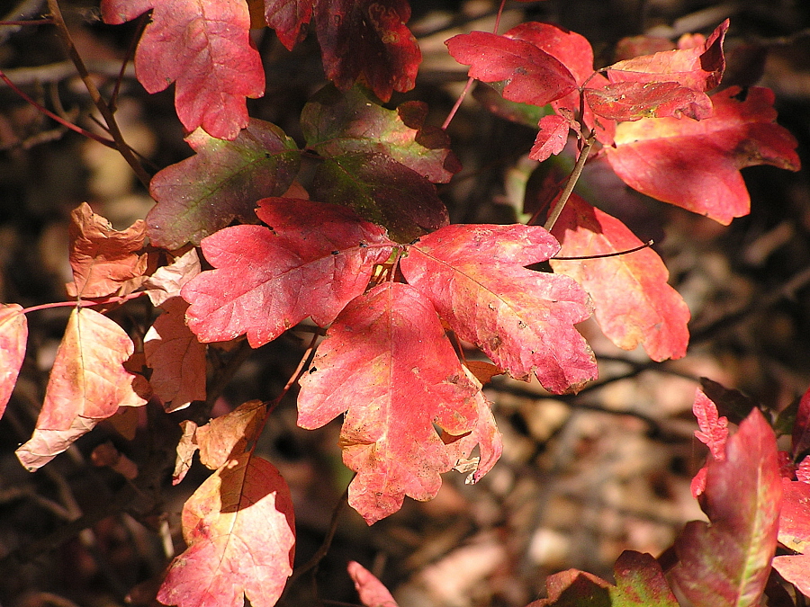 Poison Oak, click for more info