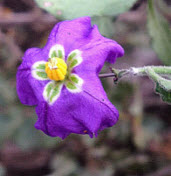 Purple Nightshade, click for more details