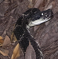 Southern Pacific Diamondback, click for more details