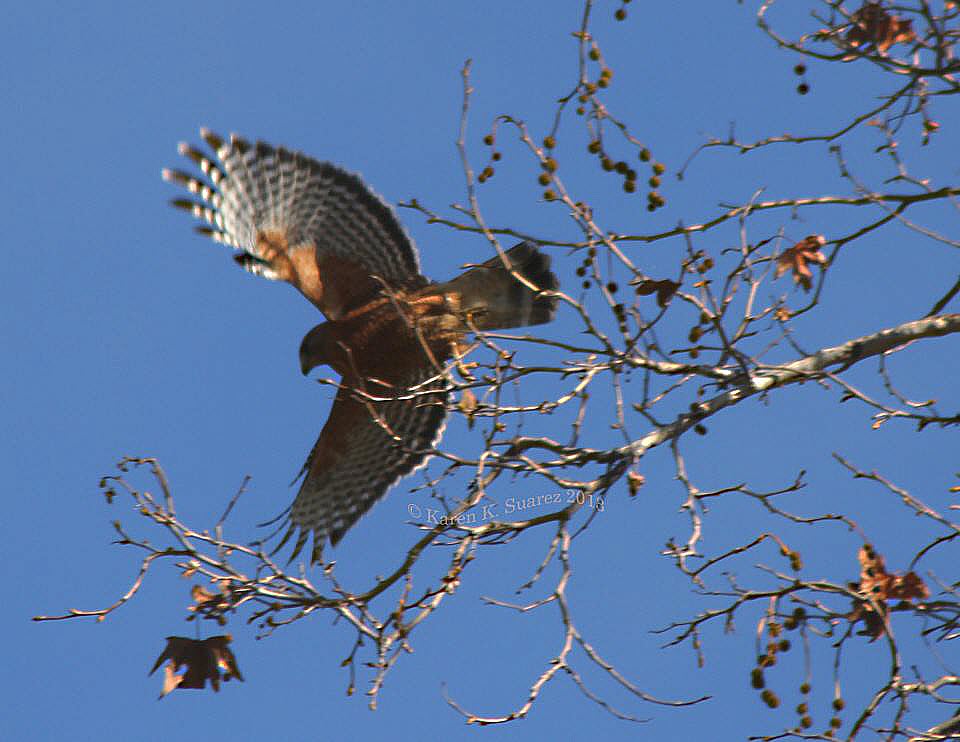 Red-shouldered Hawk, Click for detailed Info