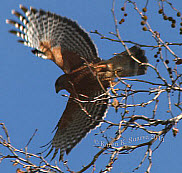 Red-Shouldered Hawk, click for more details
