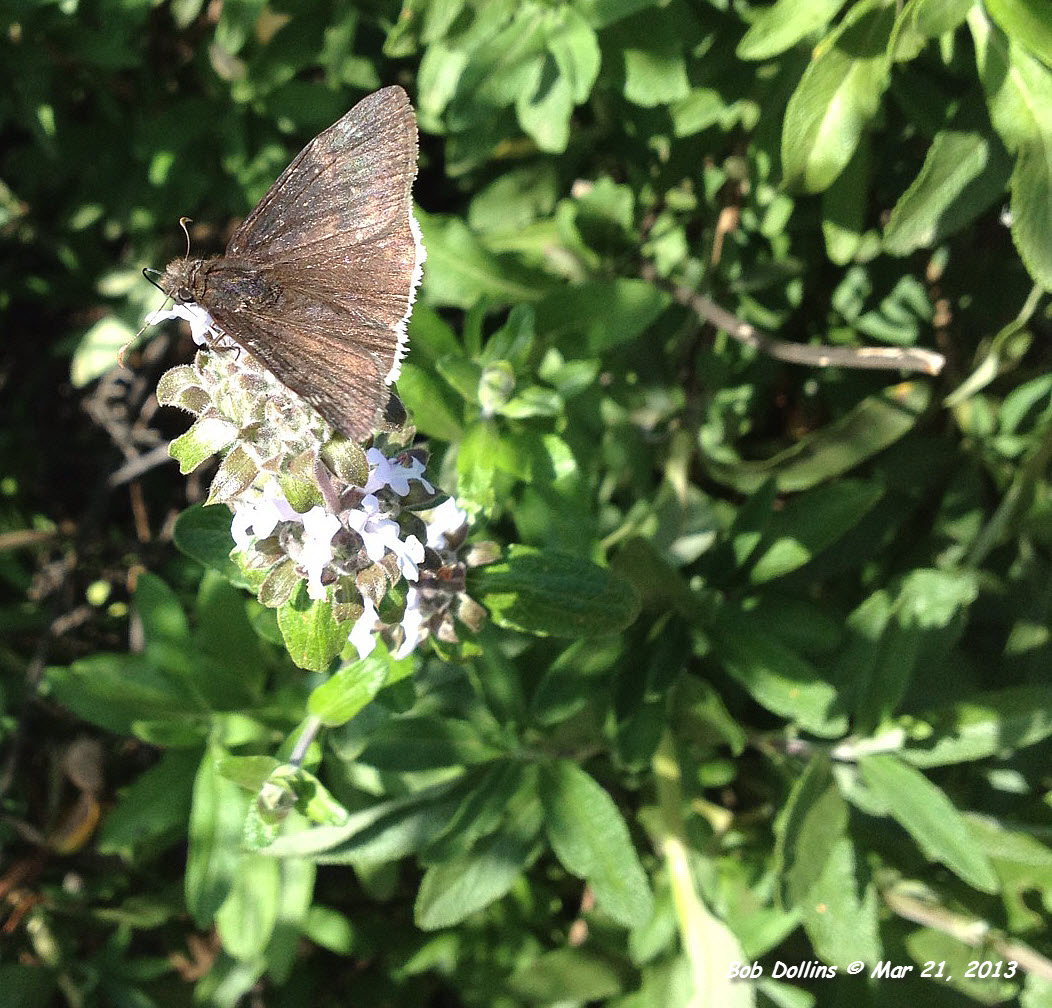 Mournful Dusky-wing Butterfly, Click for detailed Info
