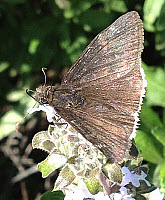 Mourning Dusky-wing Butterfly, click for more details