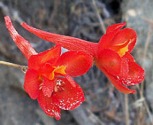 Scarlet Larkspur, click for more details