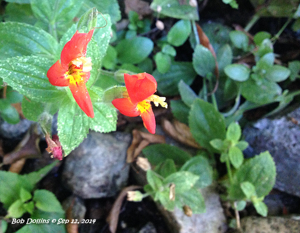 Monrovia Canyon Park Scarlet Monkeyflower