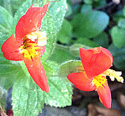 Scarlet Monkeyflower, click for more details