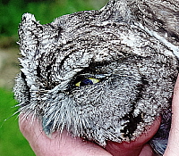Western Screech Owl, click for more details