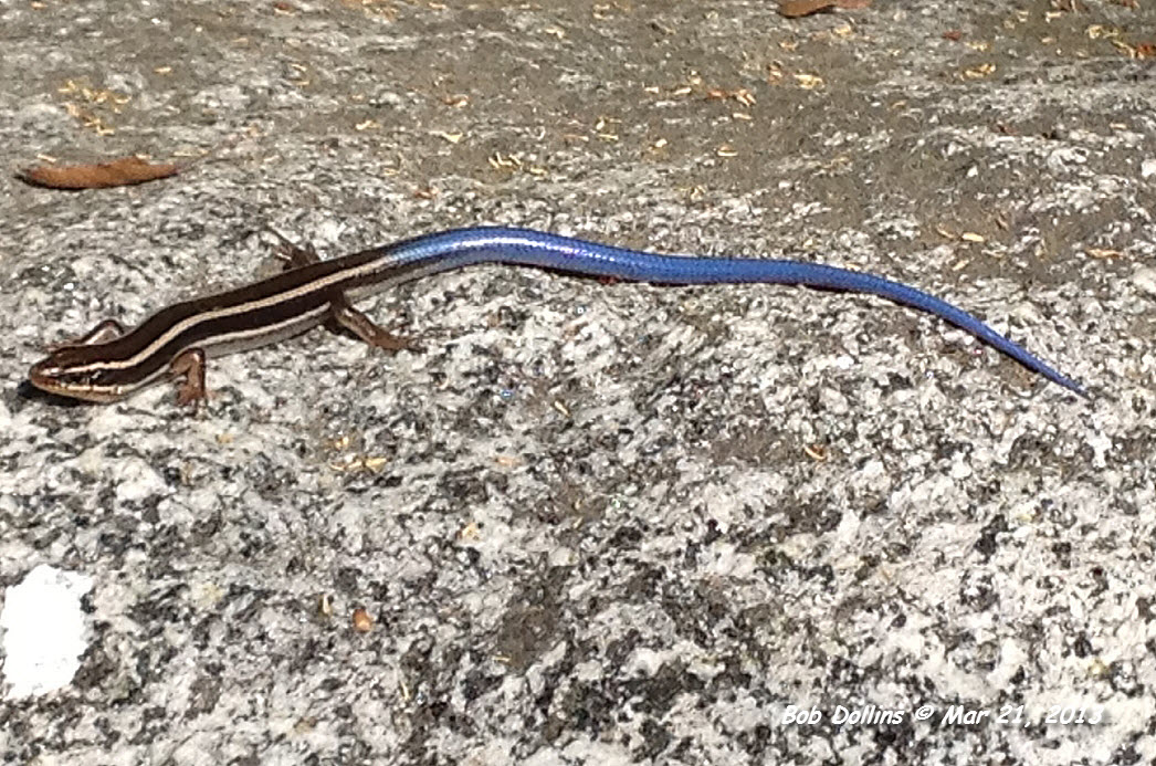 Skilton's Skink, Click for detailed Info