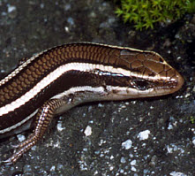 Skilton's Skink, click for more details