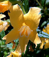 Sticky Monkeyflower, click for more details