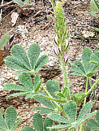 Stinging Lupine, click for more details