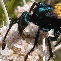 Tarantula Hawk Wasp, click for more details
