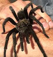 Steindachner's Ebony Tarantula, click for more details