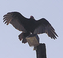 Turkey Vulture, click for more details