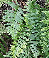 Wood and Pollypodi Ferns, click for more details