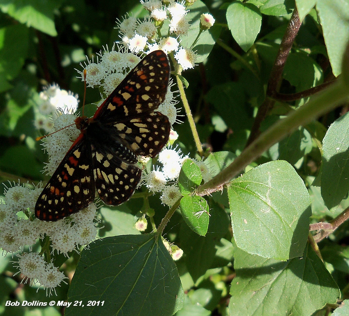 Variable Checkerspot, Click for detailed Info