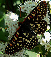 Variable Checkerspot, click for more details