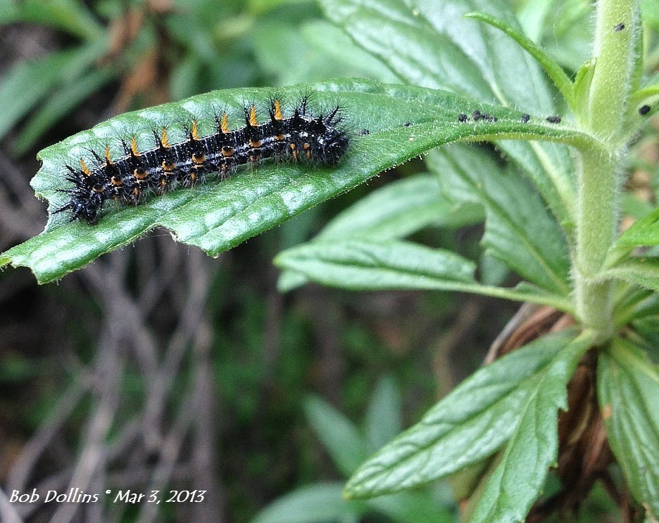 Variable Checkerspot, Click for detailed Info