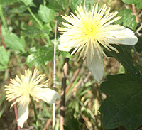 Chaparral Virgins Bower, click for more details