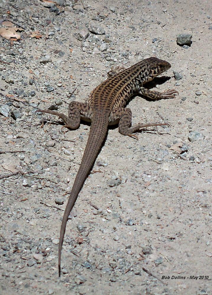May 11, 2010: Coastal Whiptail