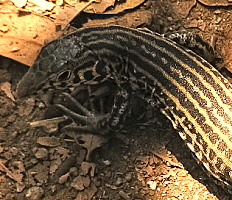 Coastal Whiptail, click for more details