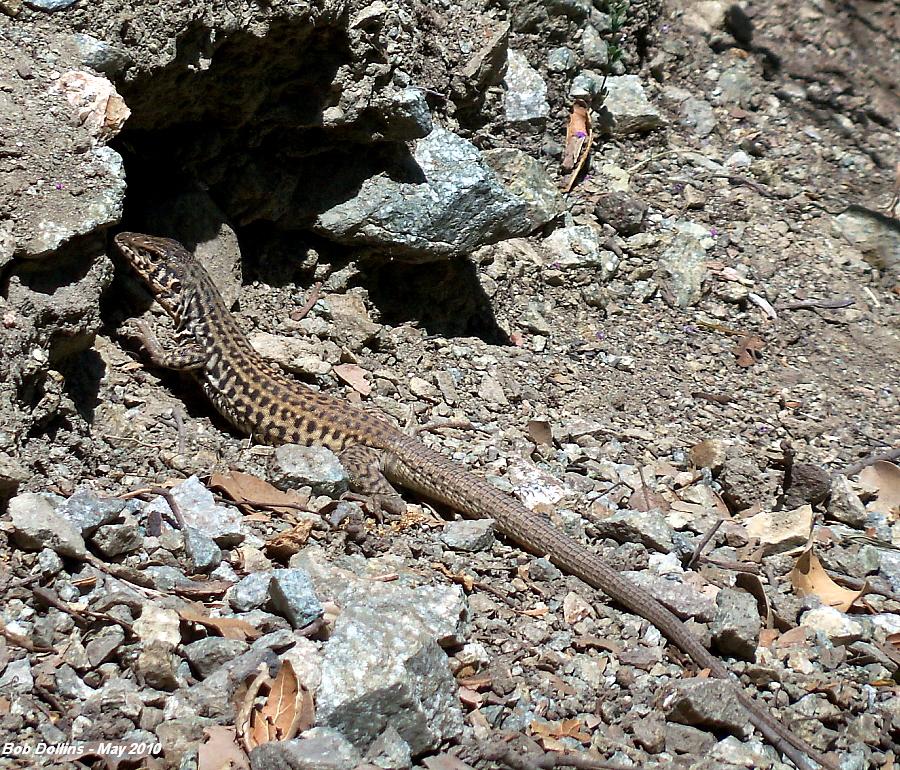 May 11, 2010: Coastal Whiptail