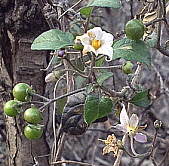 White Nightshade, click for more details