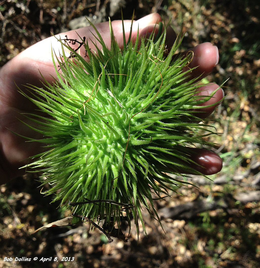 Wild Cucumber, click for more details