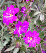 Wishbone Bush, click for more details