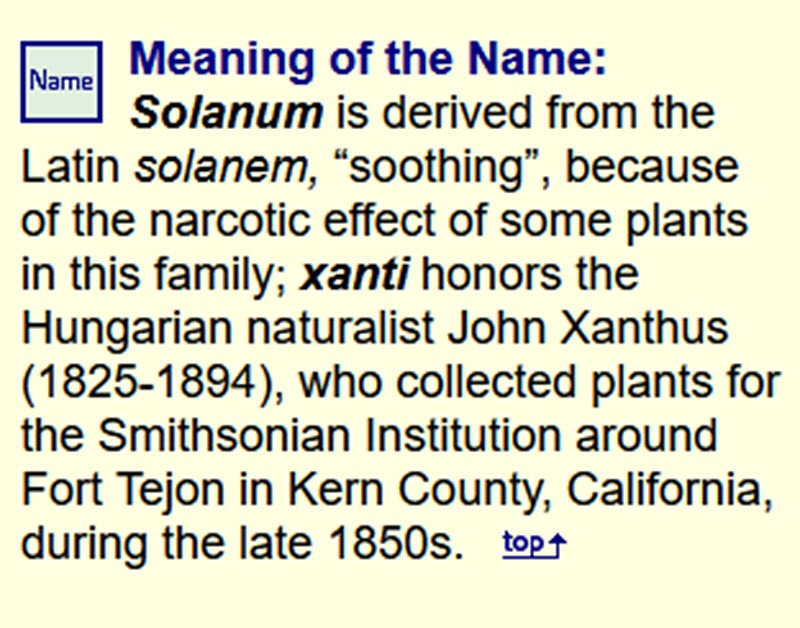 Monrovia Canyon Park Purple Nightshade