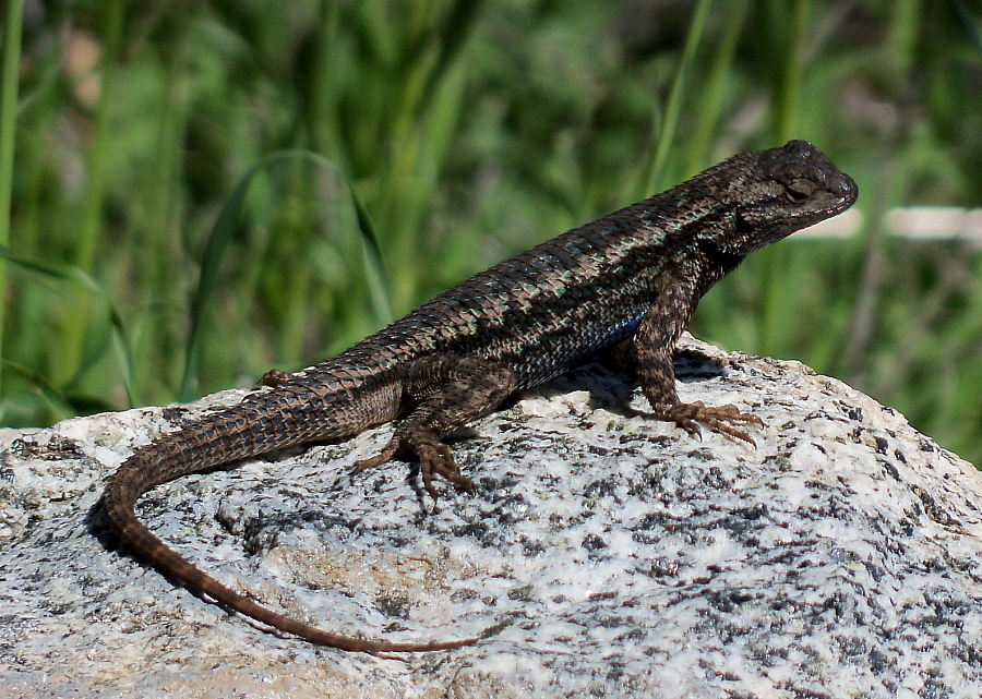 March 2010: Great Basin Fence Lizard, Click for detailed Info