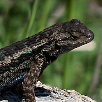 Great Basin Fence Lizard, click for more details