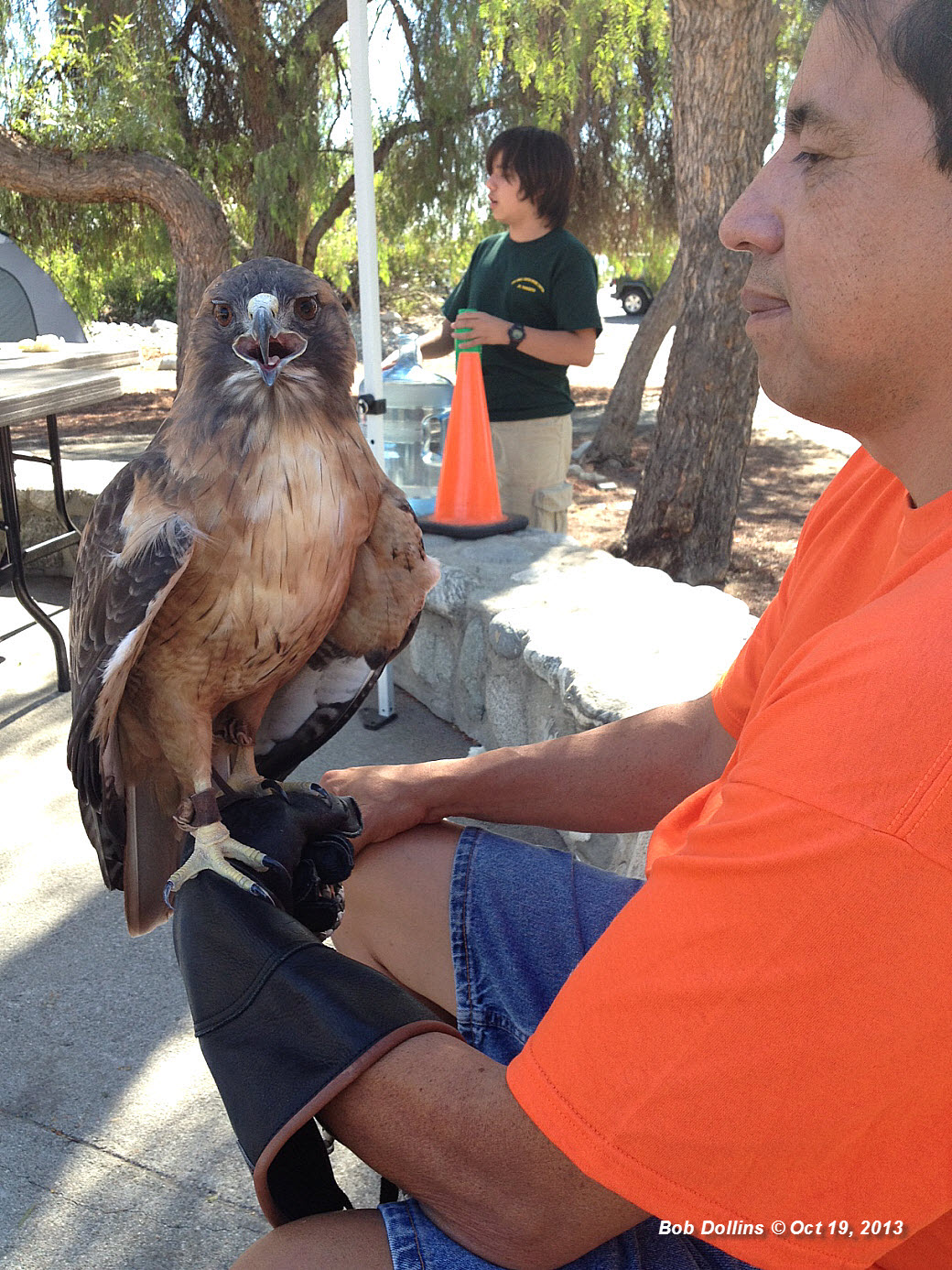 Red-Tailed Hawk, Click for detailed Info