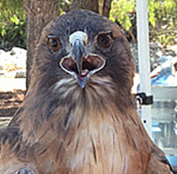 Red-Tailed Hawk, click for more details