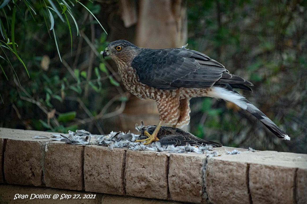 Sharp-shinned Hawk, Click for detailed Info