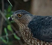 Sharp-shinned Hawk Hawk, click for more details